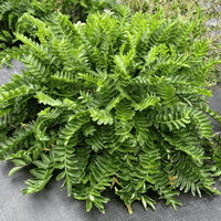 A dense, leafy green plant with numerous small, oval-shaped green leaves, photographed from above on a dark gray fabric surface.