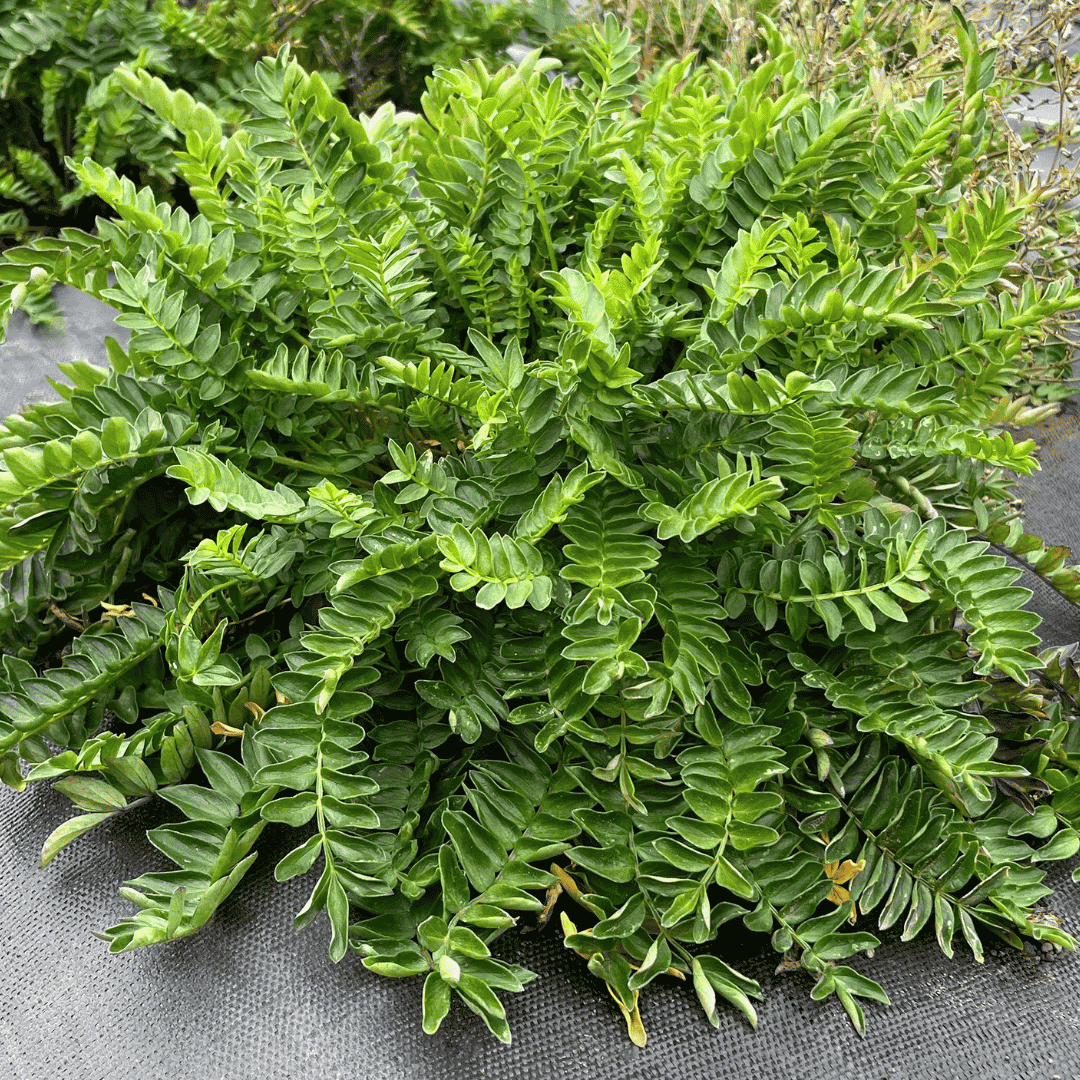 A dense, leafy green plant with numerous small, oval-shaped green leaves, photographed from above on a dark gray fabric surface.