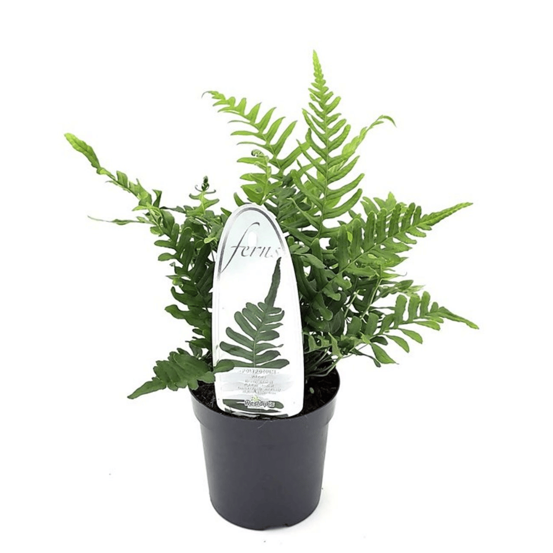 A potted hardy fern plant with lush green fronds in a black plastic pot.