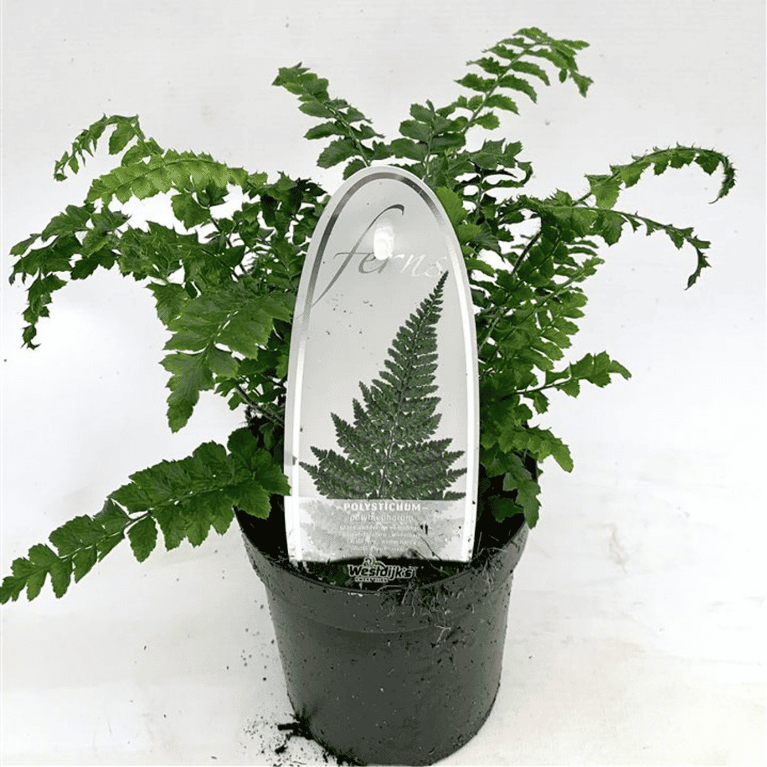 delicate foliage evergreen fern in grey nursery pot