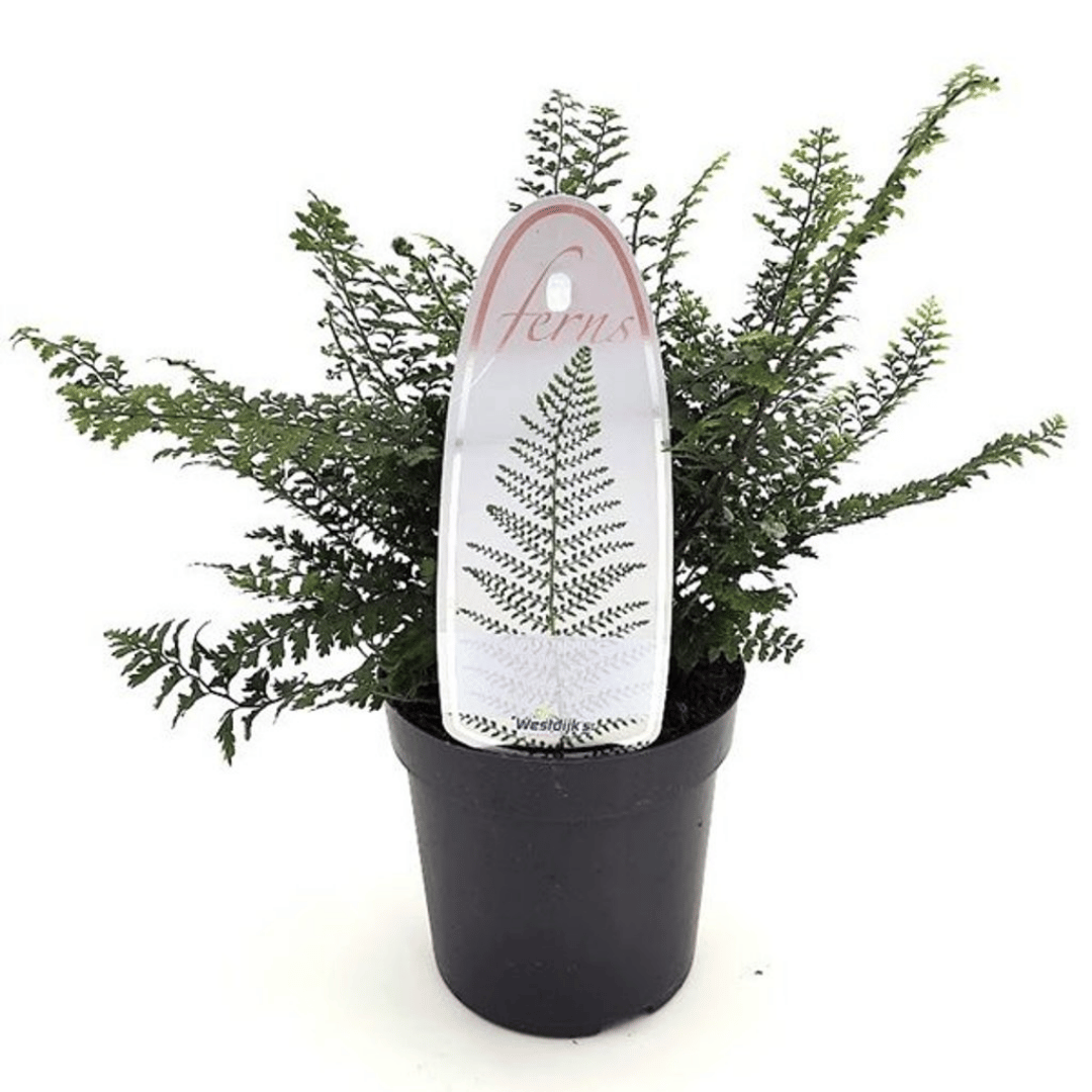 A hardy garden artificial fern plant in a black plastic nursery pot, featuring a clear hanging tag with a green fern illustration and the word 'ferns' on a white background.