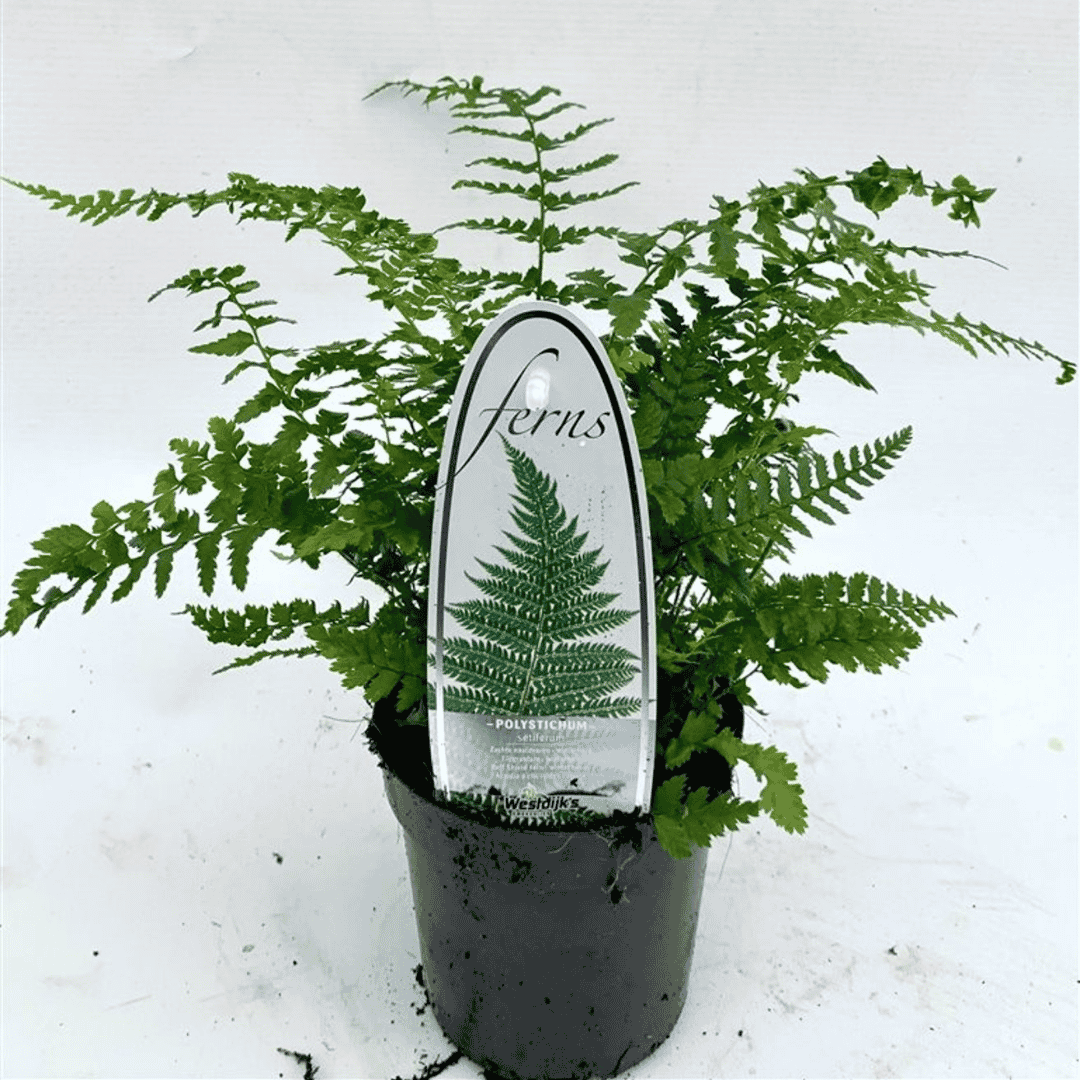 A live fern plant in a black nursery pot with a decorative arched sign in the center reading 'ferns' and showing a green fern illustration, set against a plain white background.