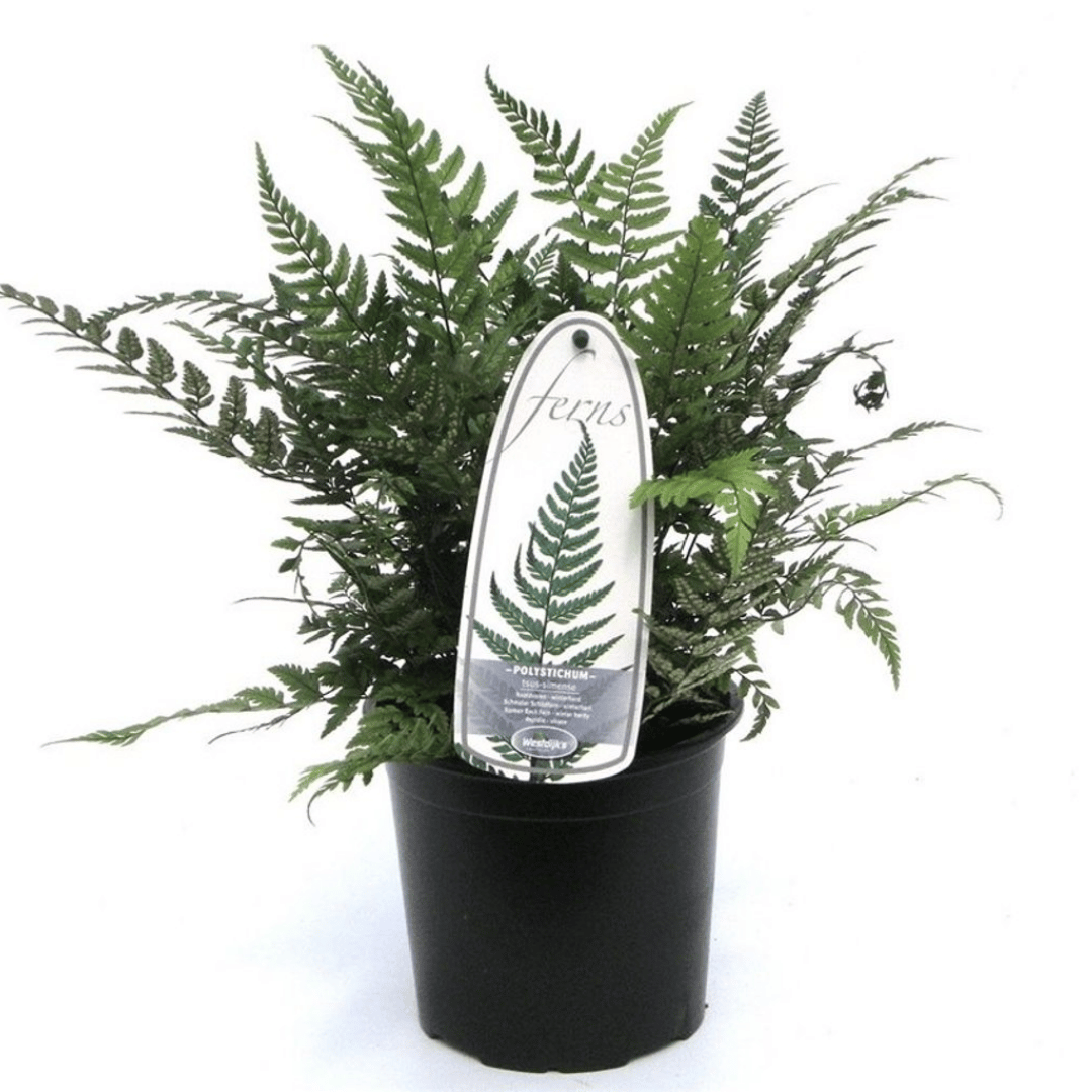 A potted hardy garden evergreen fern plant in a black plastic nursery pot, featuring a hanging clear tag with a green fern illustration and the word 'ferns'.