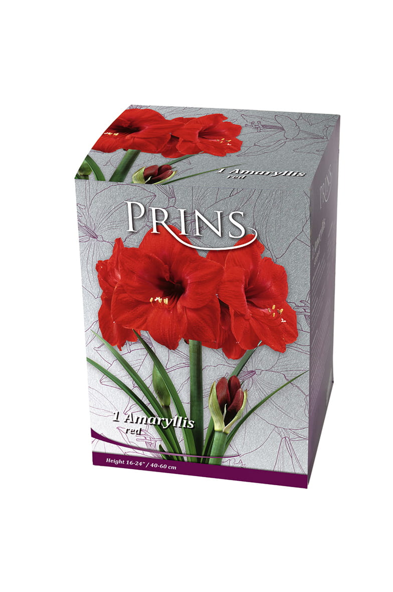 A boxed plant product labeled PRINS, featuring red amaryllis flowers and green leaves on a light gray package with purple accents, photographed on a white background.