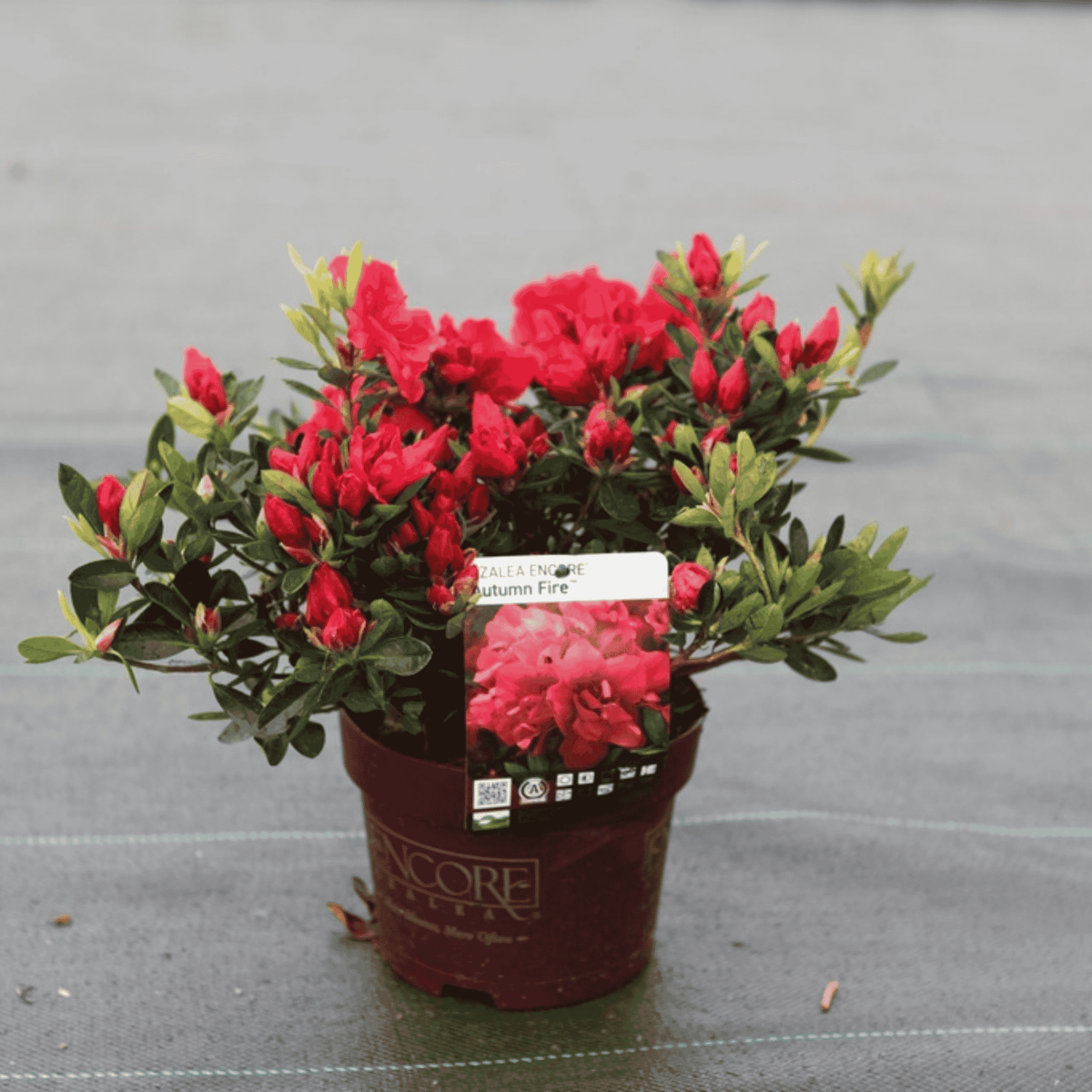 Rhododendron Encore® Autumn Fire in a 3 litre nursery pot with glossy evergreen foliage and rich red azalea flowers.