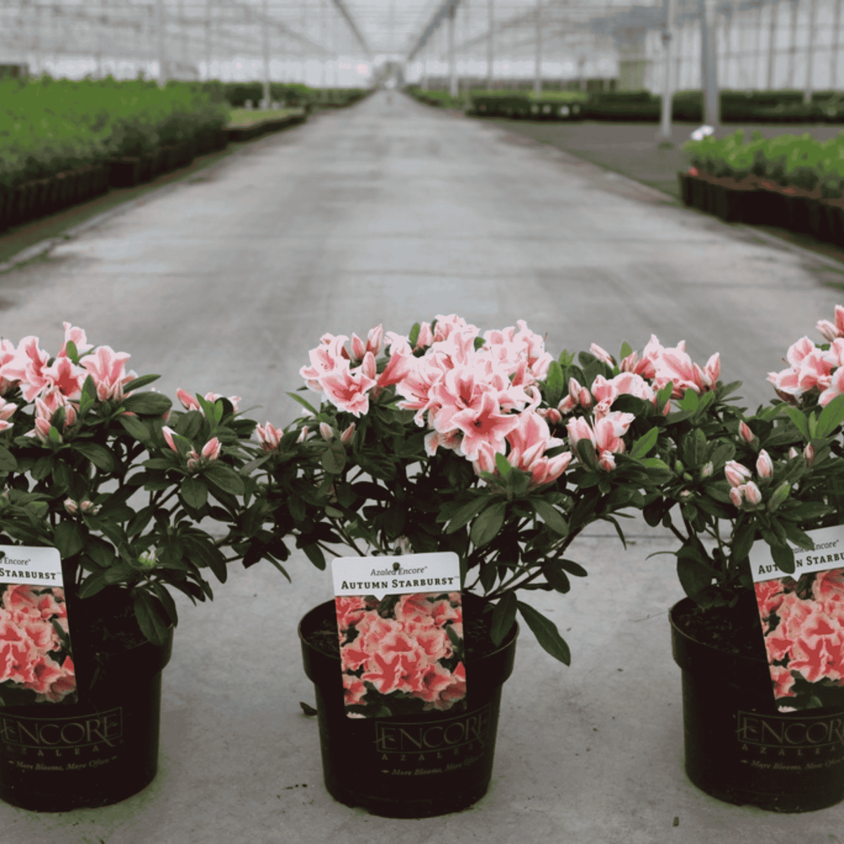 Three potted pink and white azalea plants with green leaves are lined up in a greenhouse. Each plant is in a black pot with a tag that reads 'Encore Gardens' and 'Autumn Starburst'