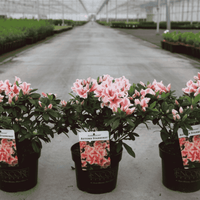 Three potted pink and white azalea plants with green leaves are lined up in a greenhouse. Each plant is in a black pot with a tag that reads 'Encore Gardens' and 'Autumn Starburst'
