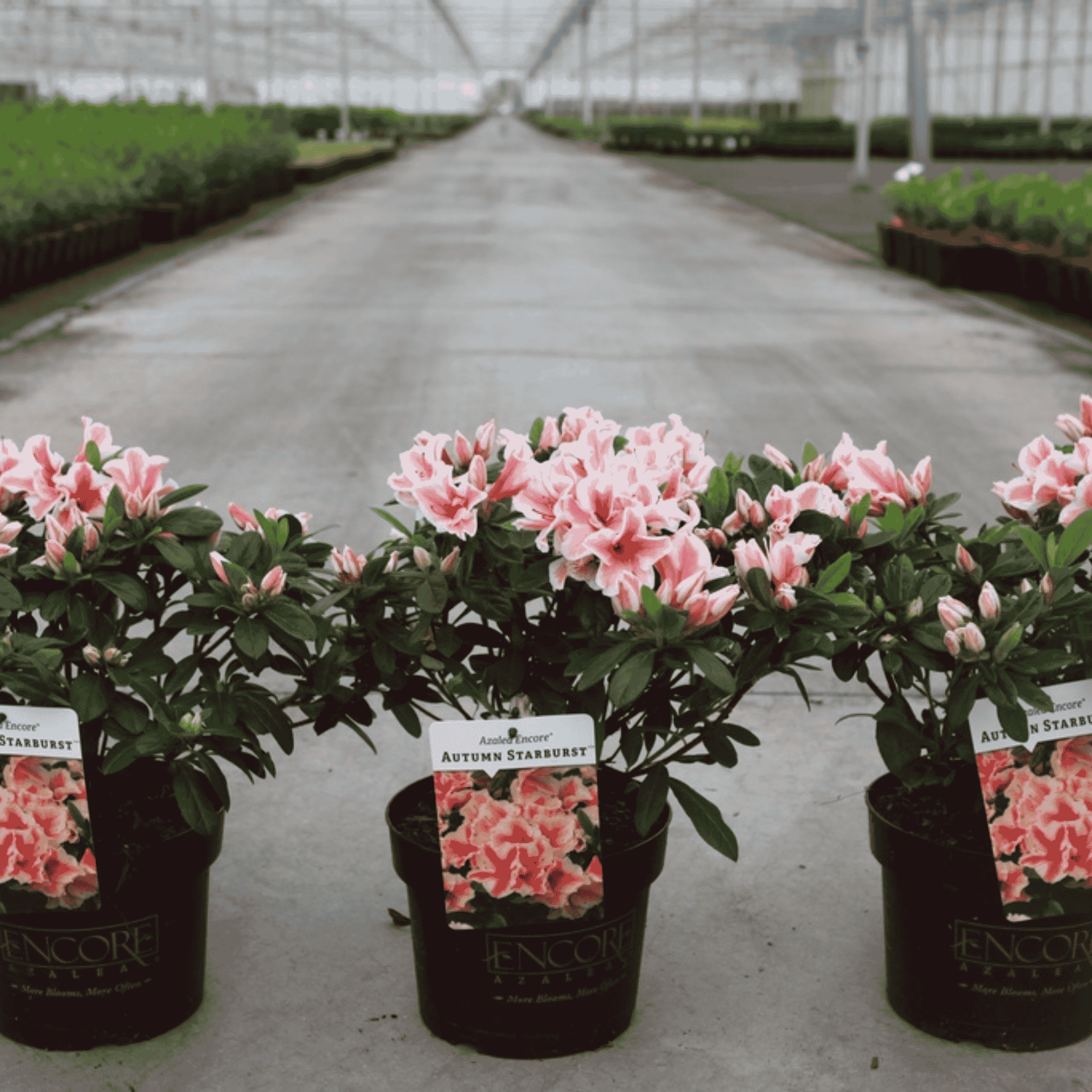 Three potted pink and white azalea plants with green leaves are lined up in a greenhouse. Each plant is in a black pot with a tag that reads 'Encore Gardens' and 'Autumn Starburst'