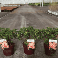 Three Azalea japonica Encore® Autumn Starburst plants in 3 litre nursery pots with flower buds and glossy green evergreen foliage.