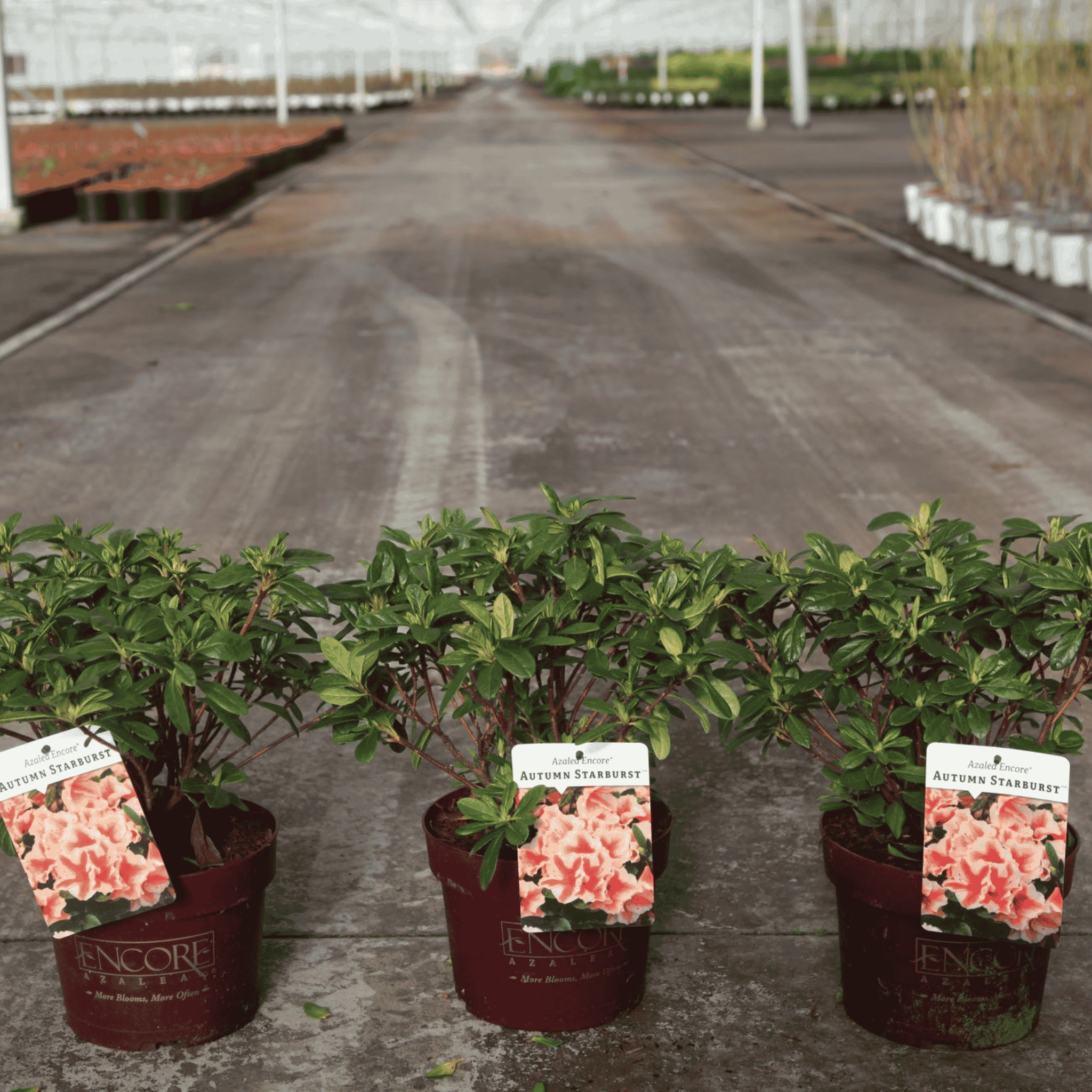 Three Azalea japonica Encore® Autumn Starburst plants in 3 litre nursery pots with flower buds and glossy green evergreen foliage.