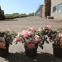 Pink flowering encore azalea plants in black nursery pots arranged along a paved outdoor walkway in a nursery or greenhouse area.