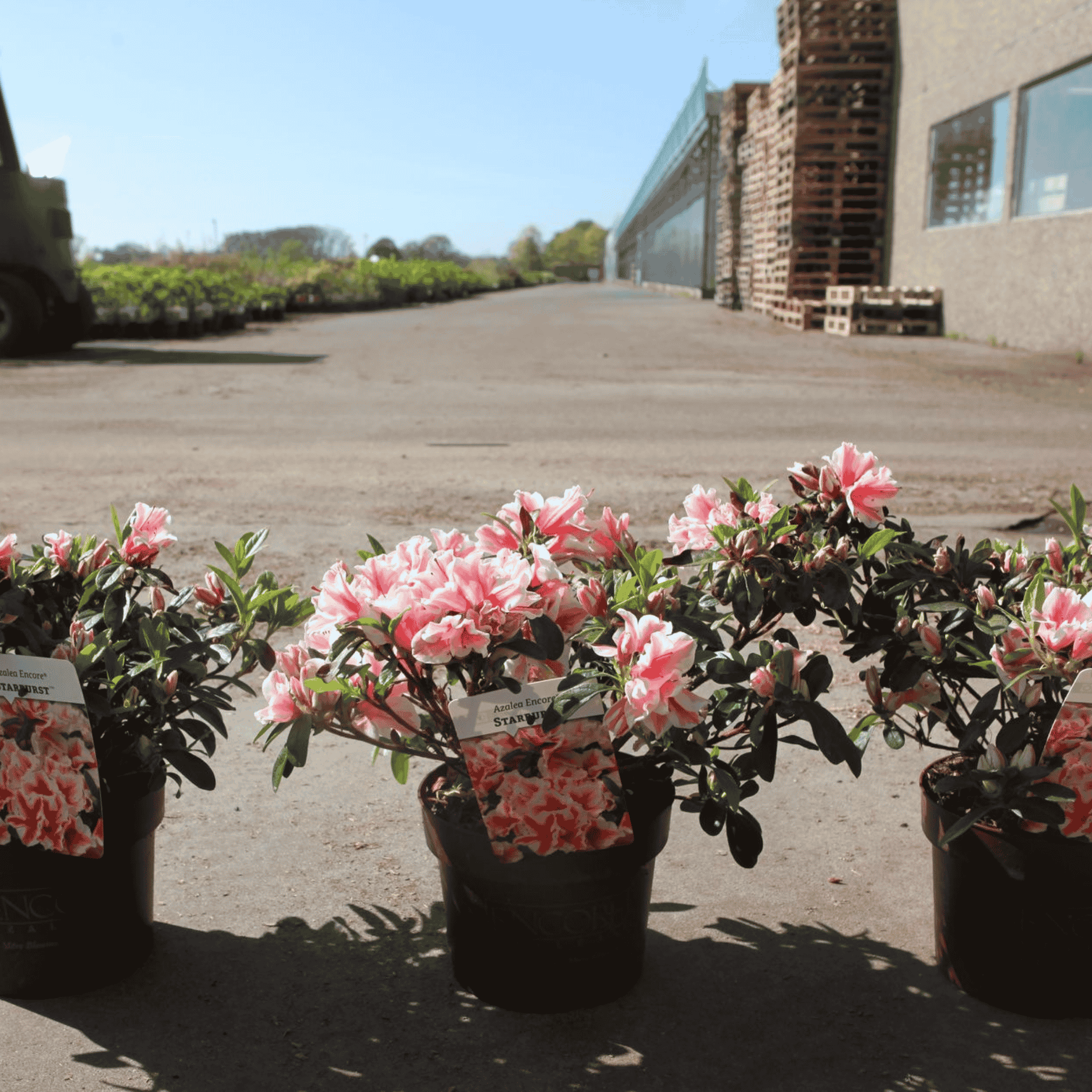 Pink flowering encore azalea plants in black nursery pots arranged along a paved outdoor walkway in a nursery or greenhouse area.