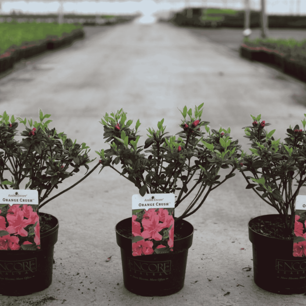 Three Rhododendron Encore® Orange Crush in a 3 litre nursery pot with glossy evergreen foliage and pink buds that will turn into bright coral-orange azalea flowers.