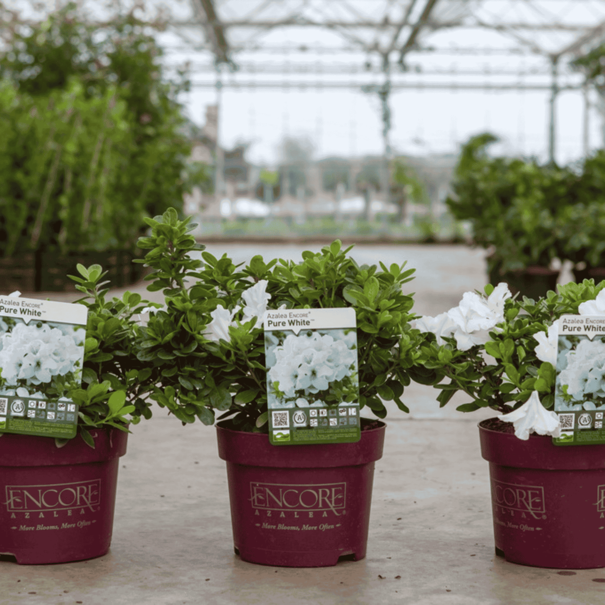 Rhododendron Encore® Pure White in a 3 litre nursery pot with fresh green foliage and stunning white blooms ready for planting.