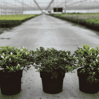 Rhododendron Encore® Pure White in a 3 litre pot with flower buds forming above fresh green foliage.