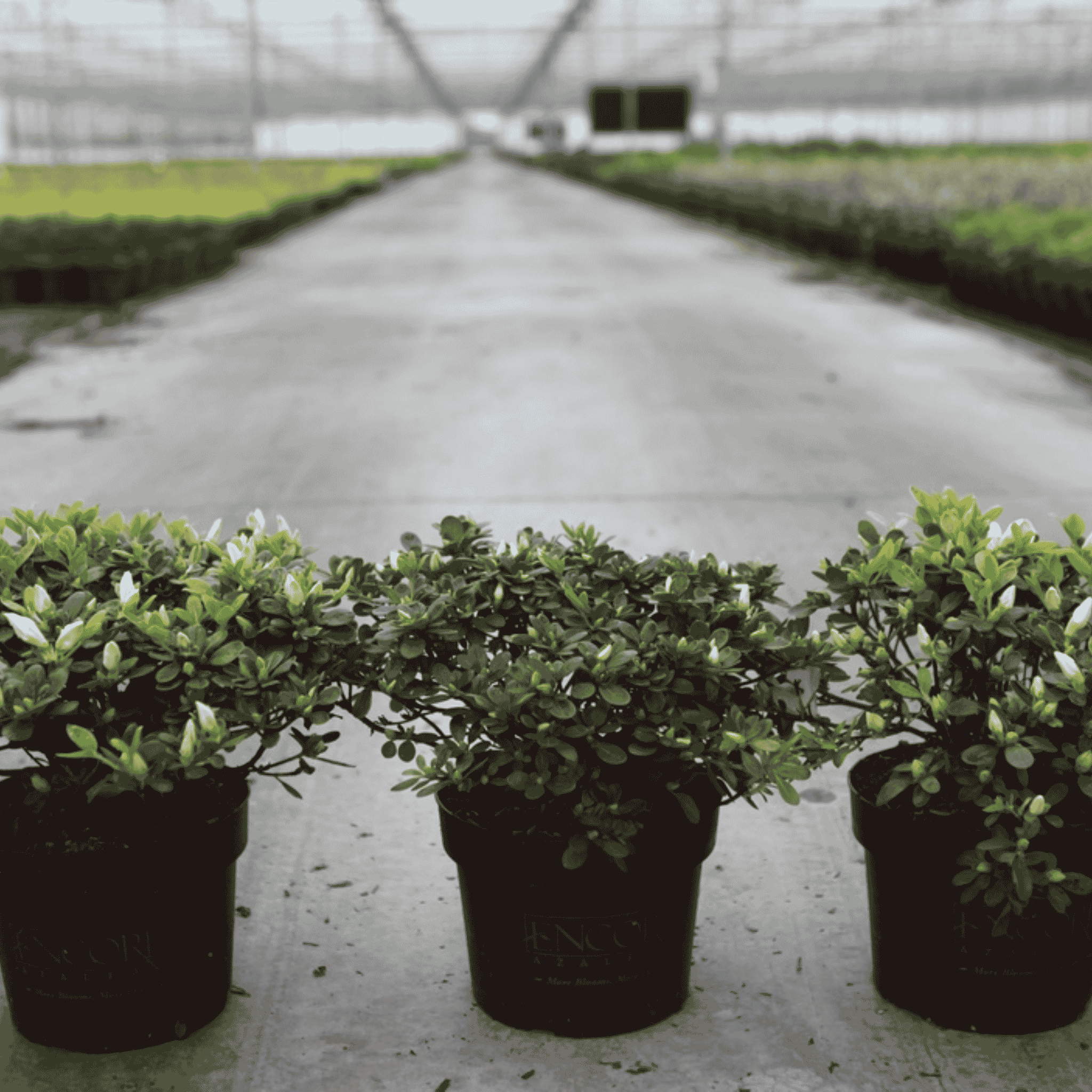Rhododendron Encore® Pure White in a 3 litre pot with flower buds forming above fresh green foliage.