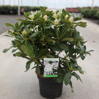 Rhododendron Cunningham’s White 5L shrub covered in pink-tinted flower buds
