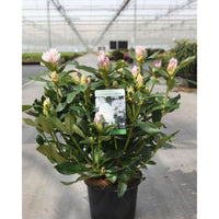 Rhododendron Cunningham’s White 5 litre plant with pink buds beginning to open