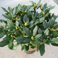 Close-up of Rhododendron Cunningham’s White evergreen foliage and flower buds