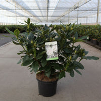 Rhododendron Cunningham’s White 5 litre evergreen shrub with developing flower buds