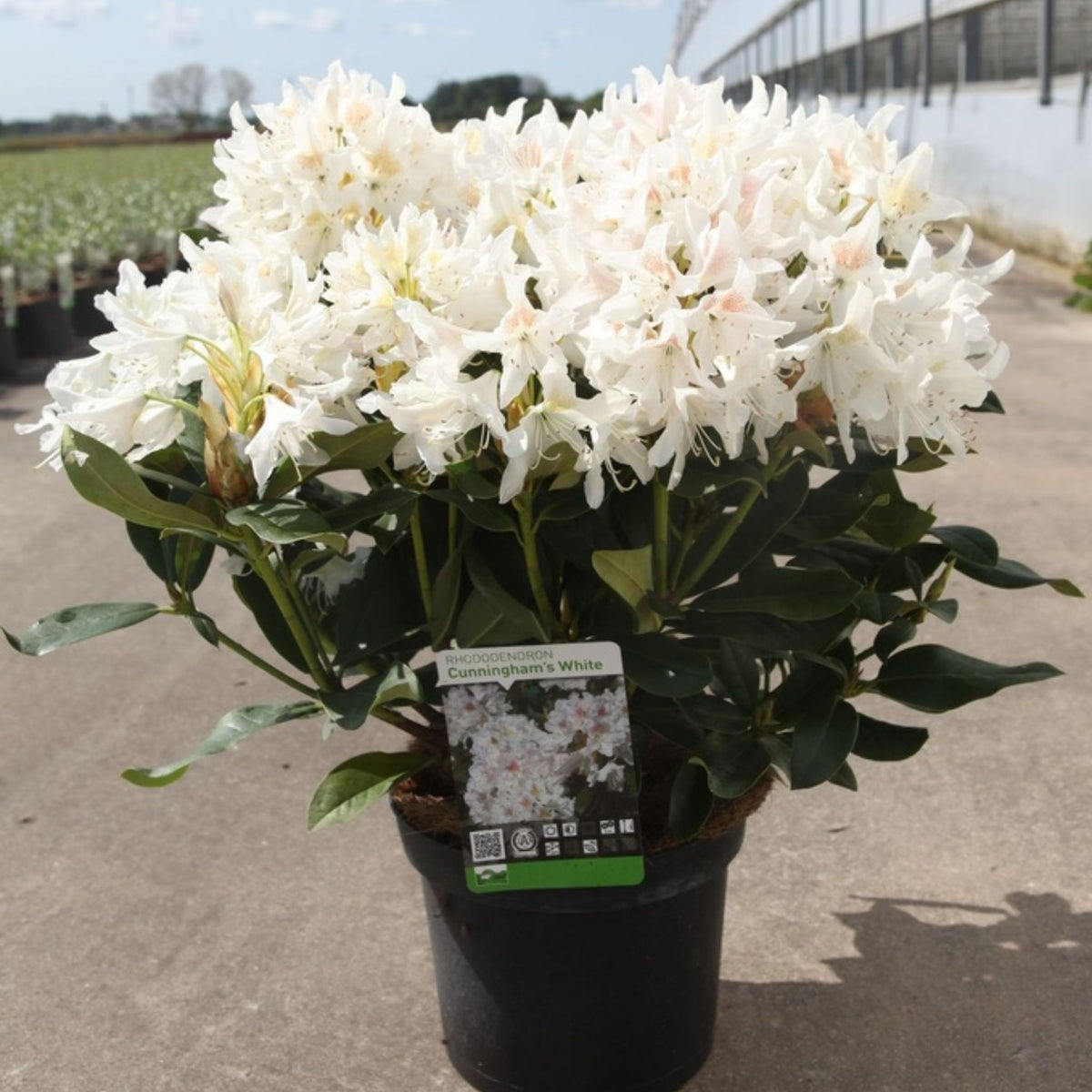 Rhododendron Cunningham’s White 5 litre evergreen shrub in full white flower