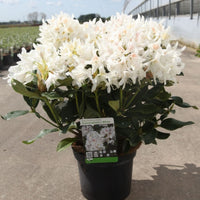 Rhododendron Cunningham’s White 5 litre evergreen shrub in full white flower