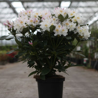 Rhododendron Cunningham’s White 5L plant flowering in a nursery greenhouse