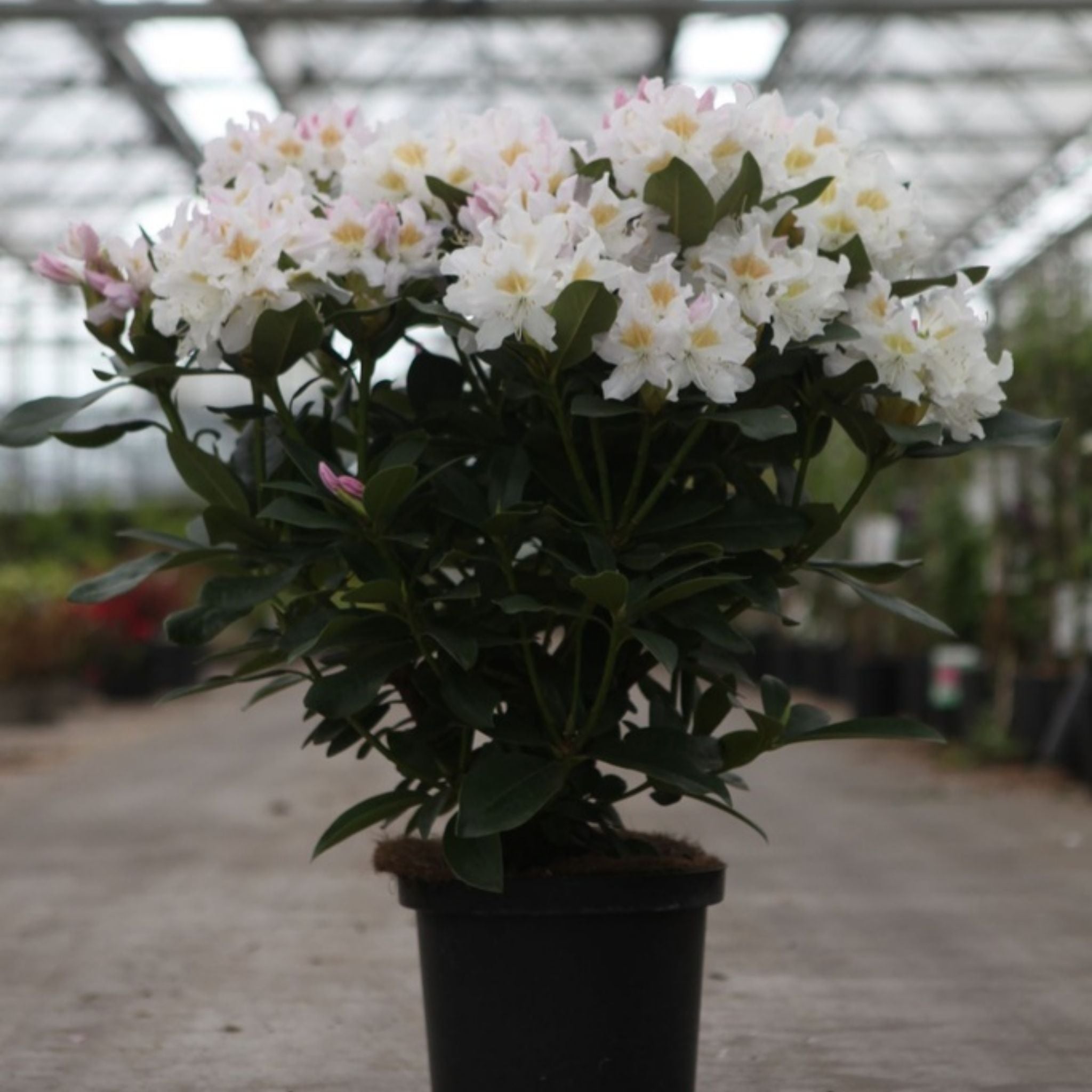 Rhododendron Cunningham’s White 5L plant flowering in a nursery greenhouse