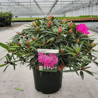 Rhododendron 'Graziella'