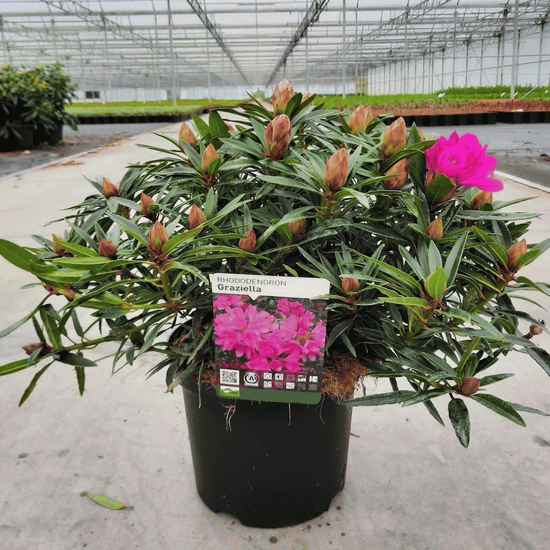 Rhododendron 'Graziella'
