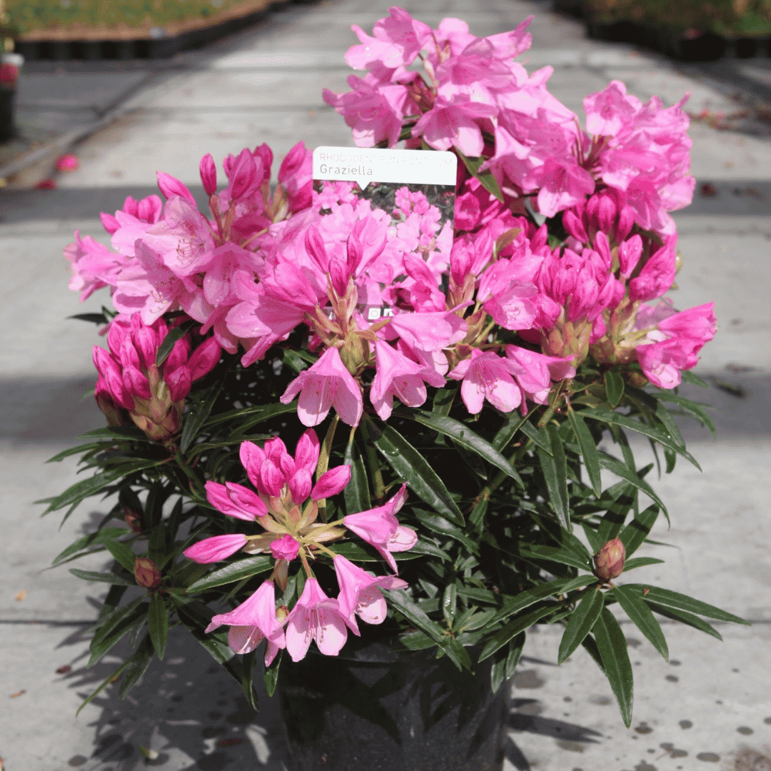 Rhododendron 'Graziella'