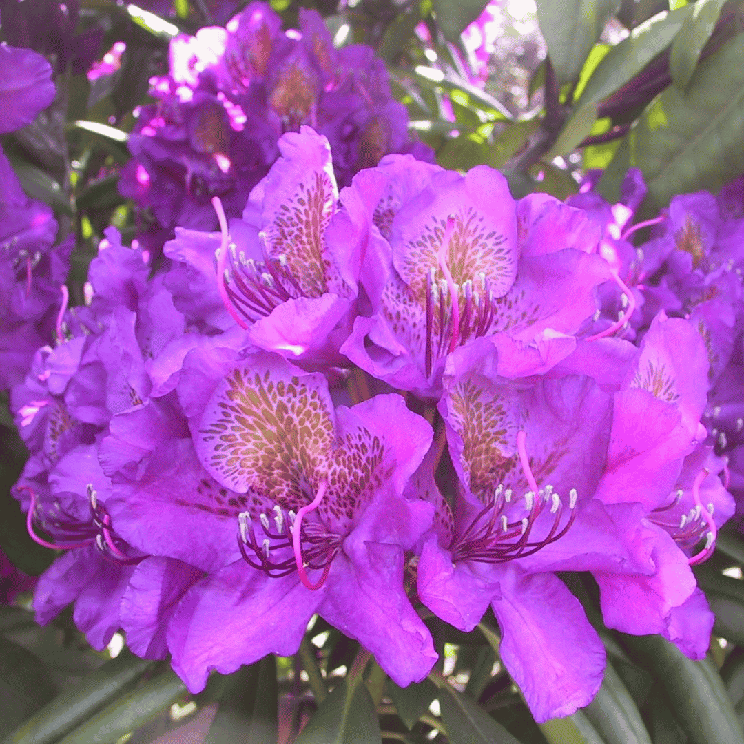 Rhododendron 'Marcel Menard'