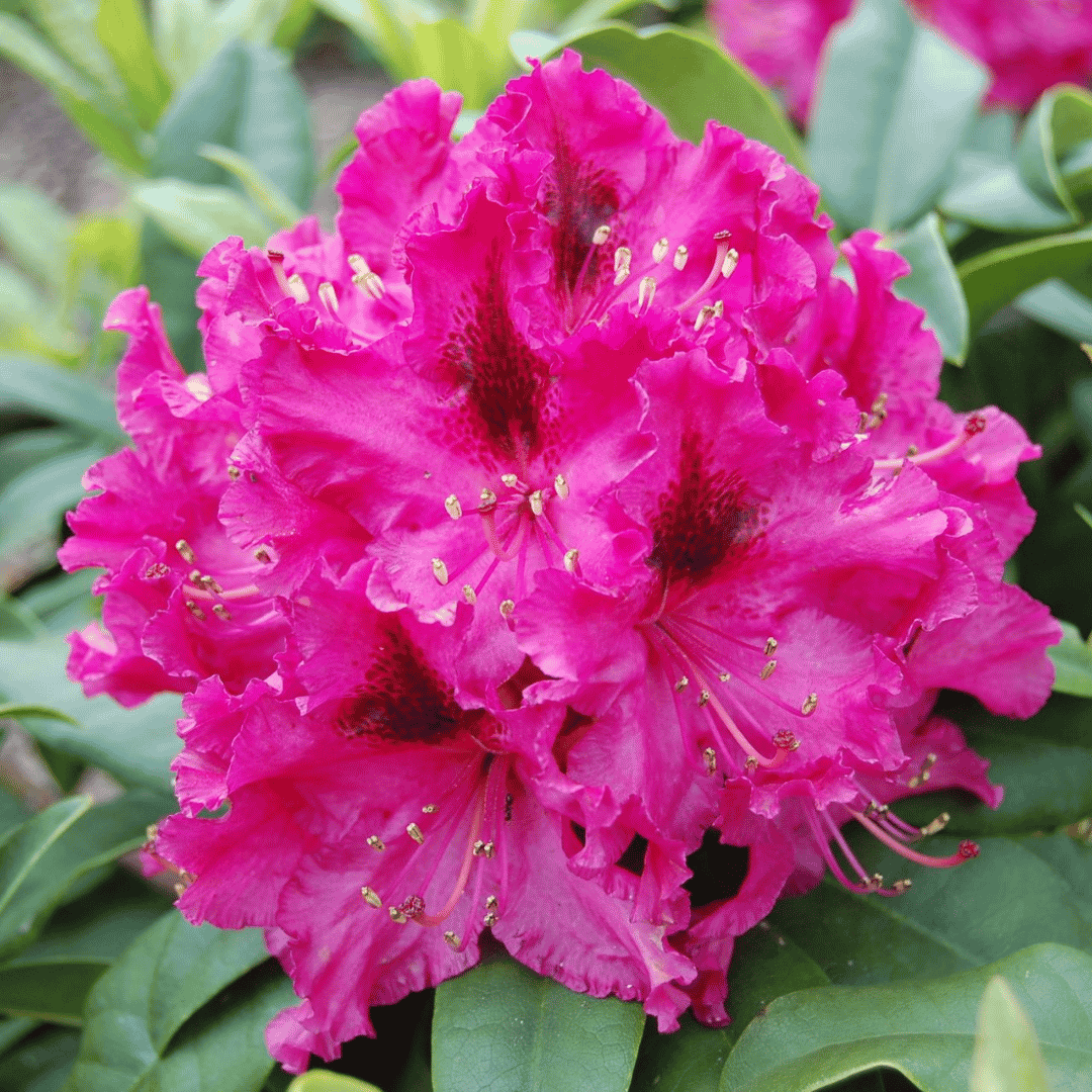 Rhododendron 'Marie Forte'