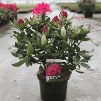 Rhododendron 'Nova Zembla'
