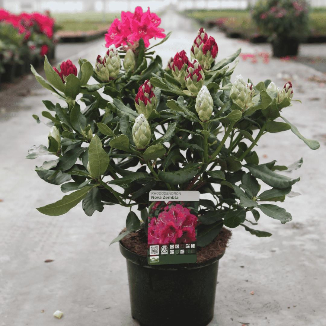 Rhododendron 'Nova Zembla'