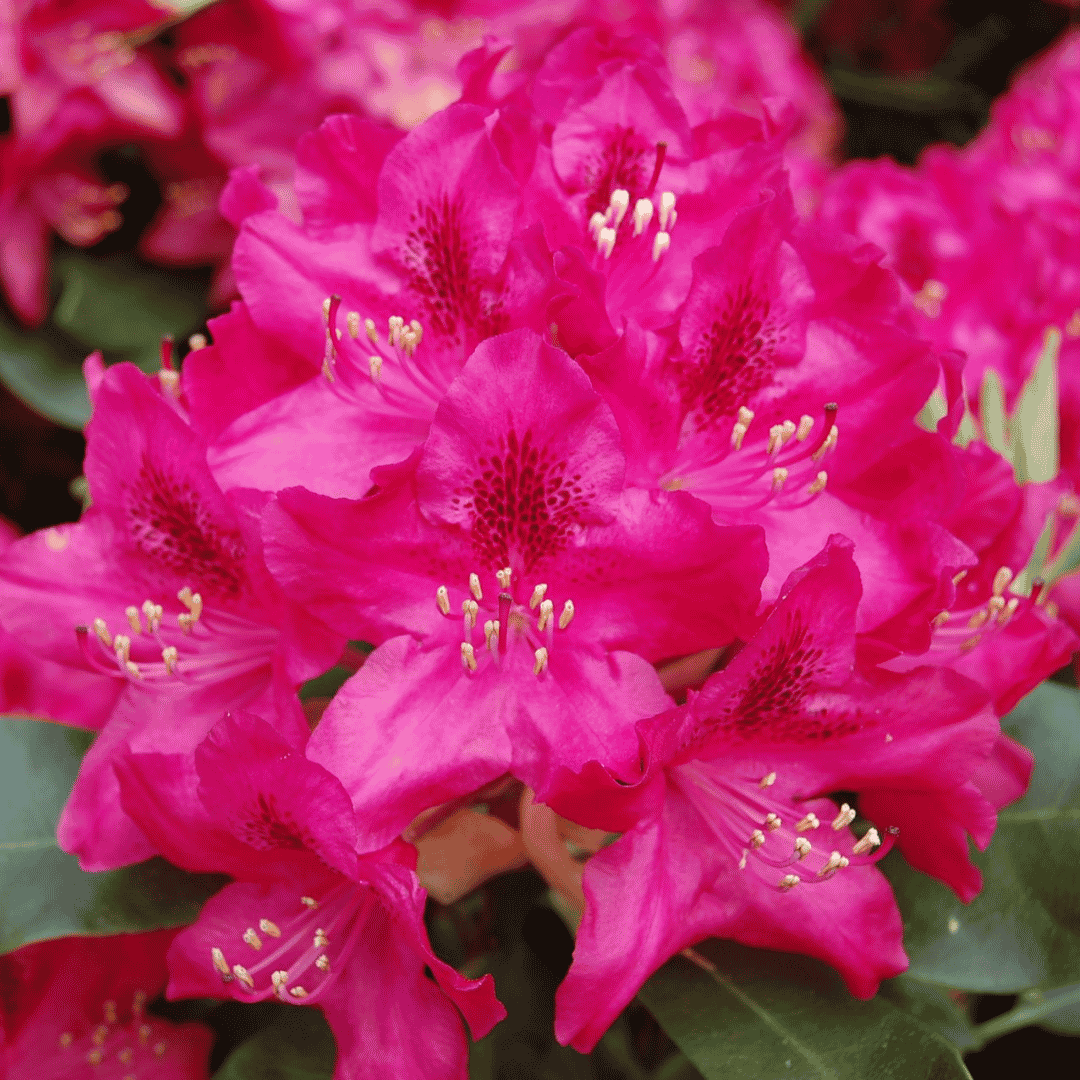 Rhododendron 'Nova Zembla'