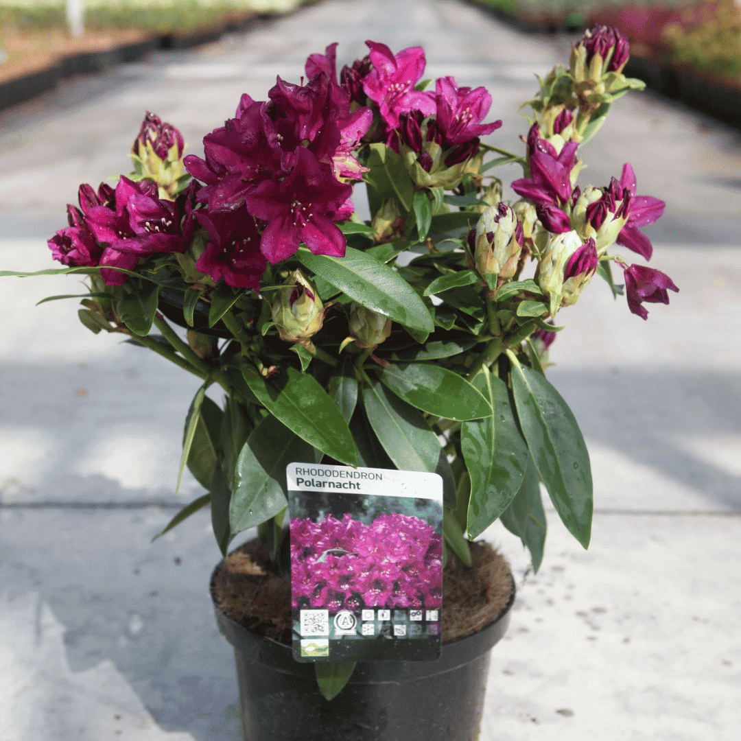 dark purple-pink blooms on top of shiny evergreen glossy leaves