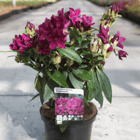 dark purple-pink blooms on top of shiny evergreen glossy leaves