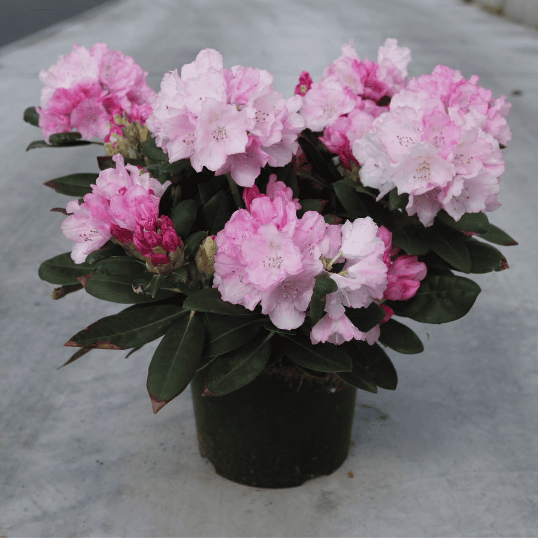 Large evergreen glossy leaf shrub with large clusters of pale pink blooms.