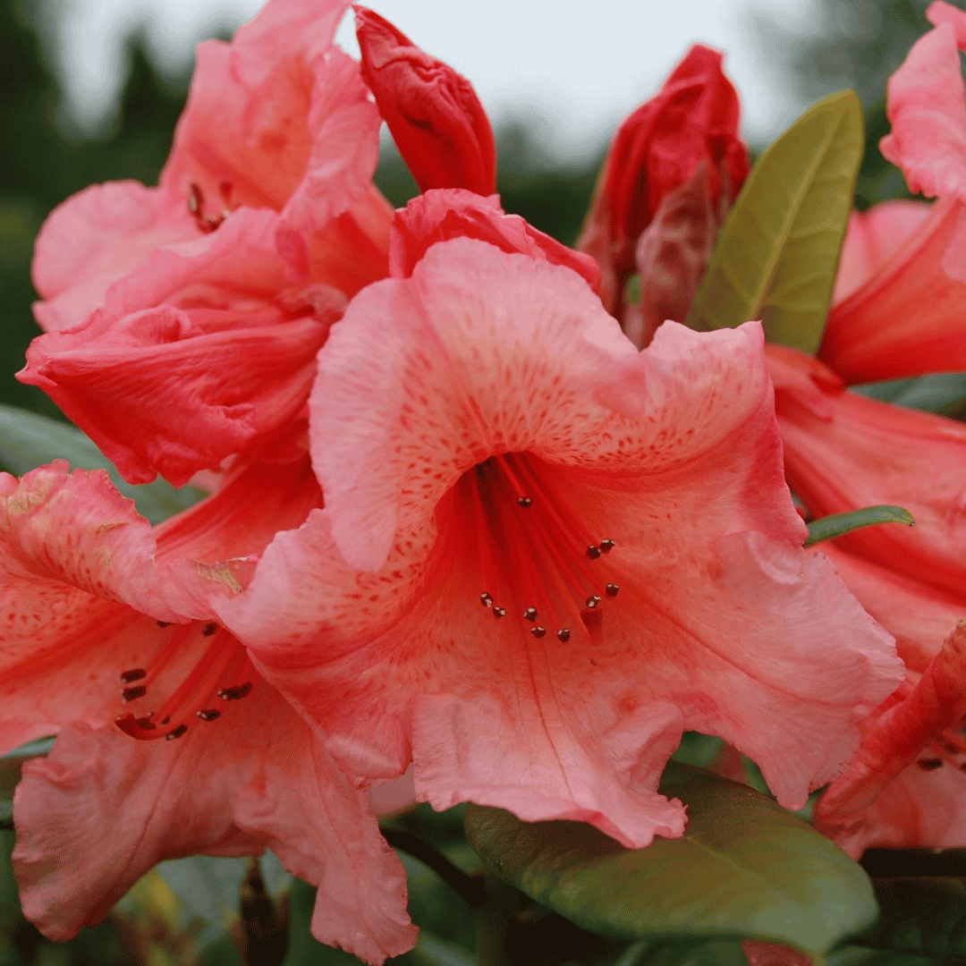 Rhododendron 'Tortoiseshell Orange'