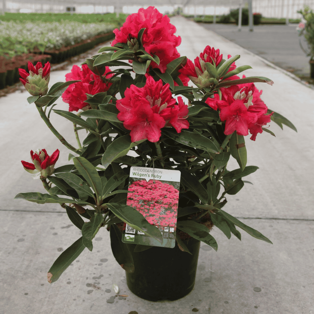 Rhododendron 'Wilgen's Ruby'
