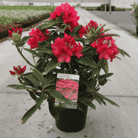 Rhododendron 'Wilgen's Ruby'