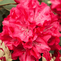 Rhododendron 'Wilgen's Ruby'