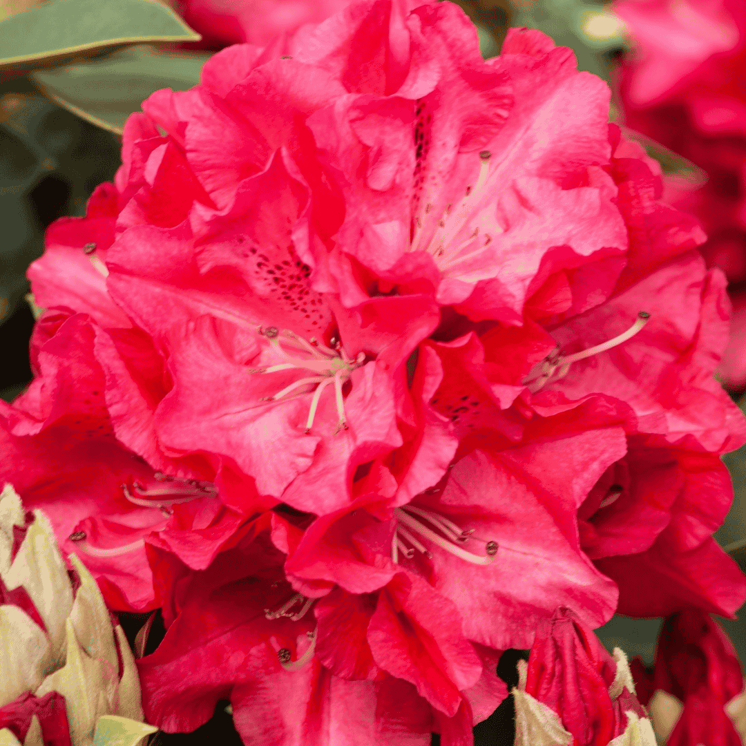Rhododendron 'Wilgen's Ruby'