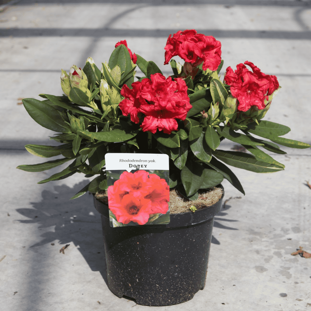 Rhododendron 'Dopey'