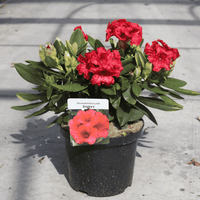 Rhododendron 'Dopey'