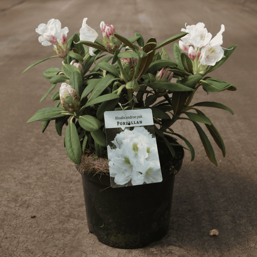 Rhododendron 'Porzellan'