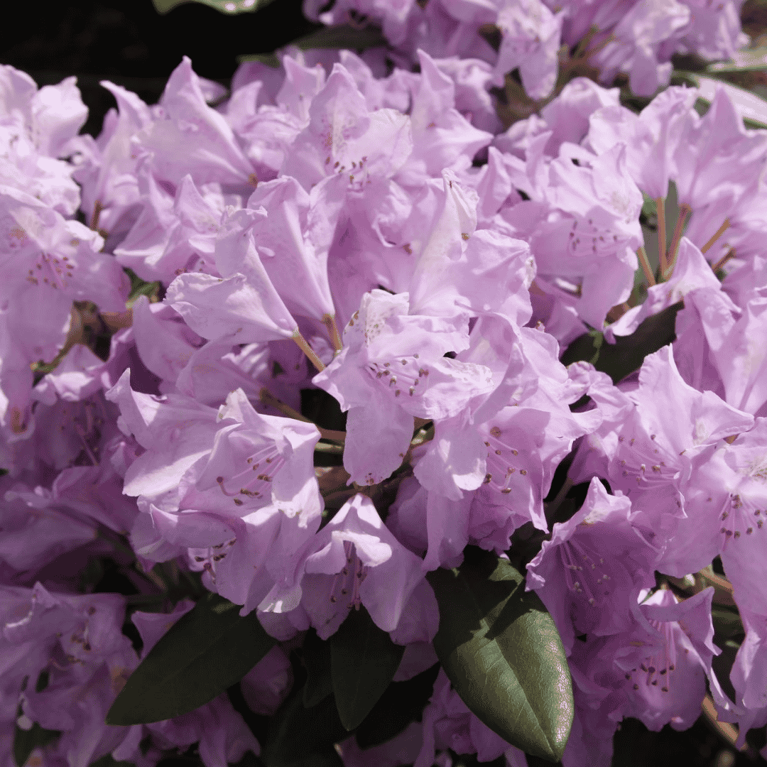 close up of lilac blooms