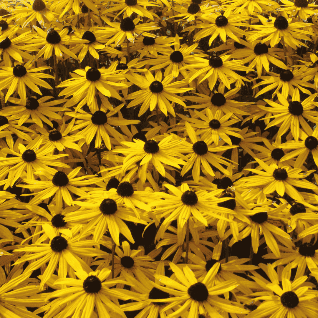 A dense patch of yellow black-eyed Susan flowers with dark brown centers filling the frame.
