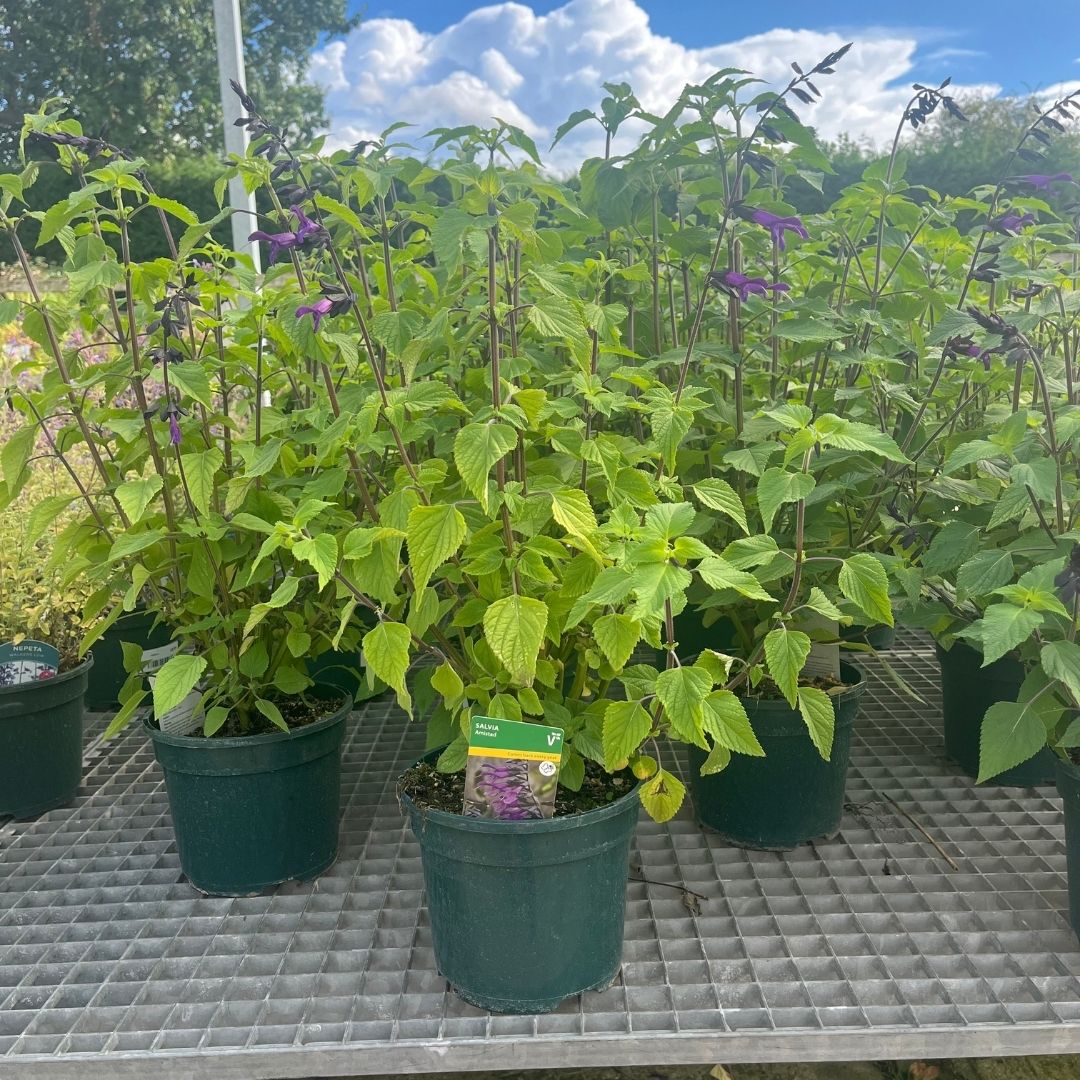 A potted plant with bright green leaves and long purple flowers, shown in a nursery or greenhouse setting on a metal grid table with other similar plants and a blue sky in the background.